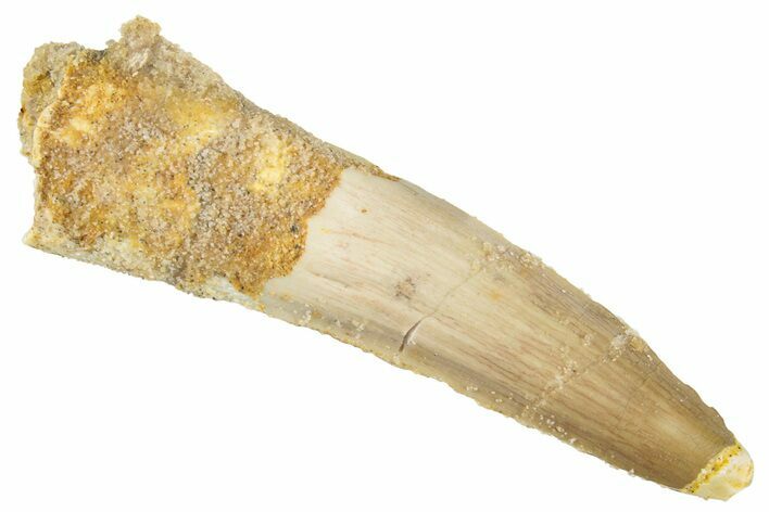 Fossil Spinosaurus Tooth - Real Dinosaur Tooth #268391